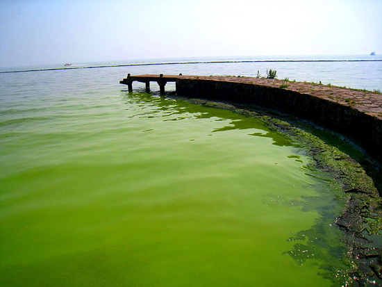  藍(lán)藻確實(shí)為太湖水“增色”不少