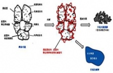  “微生物蛋白提取技術"將挑戰污水治理頑疾